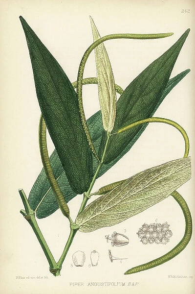 Matico or spiked pepper, Piper adunum (Piper angustifolium). Handcoloured lithograph by Hanhart after a botanical illustration by David Blair from Robert Bentley and Henry Trimen's Medicinal Plants, London, 1880