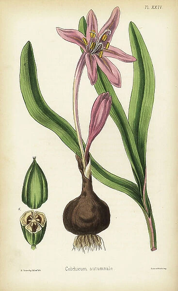 Meadow saffron, Colchicum autumnal. Handcoloured illustration drawn and lithographed by Henry Sowerby from Edward Hamilton's Flora Homeopathica, Bailliere, London, 1852