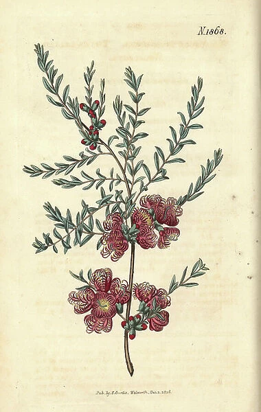 Melaleuch with thyme leaf - thyme leaved melaleuca, Melaleuca thymifolia. Handcoloured botanical engraving by Weddell from John Sims' Curtis's Botanical Magazine, Couchman, London, 1816