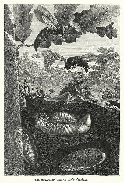 The Metamorphoses of Scolia flavifrons (engraving)