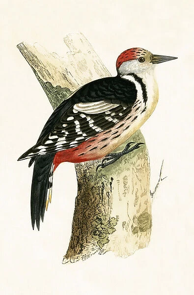 Middle Spotted Woodpecker, illustration from A History of the Birds of Europe Not Observed in the British Isles by Charles Robert Bree (1811-86), published 1867 (colour litho)