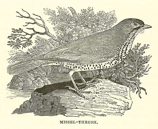Missel-Thrush (engraving)