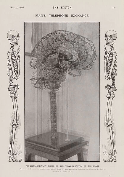 Model of the nervous system of the human brain (b  /  w photo)