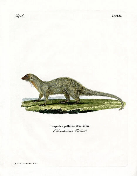 Mongoose (coloured engraving)