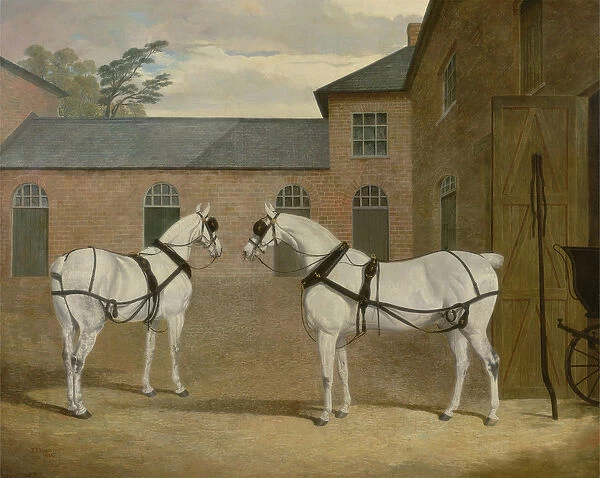 Mr. Sowerbys Grey Carriage Horses in his Coachyard at Putteridge Bury, Hertfordshire
