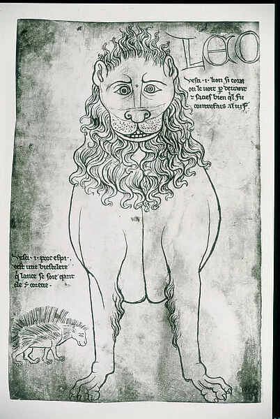 Ms Fr 19093 fol. 24v Lion and Porcupine (pen & ink on paper) (facsimile)