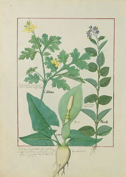 Ms Fr. Fv VI #1 fol. 113v Greater Celandine or Poppy, Solanum or Nightshade, and Aron