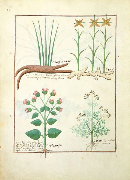 Ms Fr. Fv VI #1 fol. 119v Cyperus, Calamus, Crocus ostensis, illustration from The