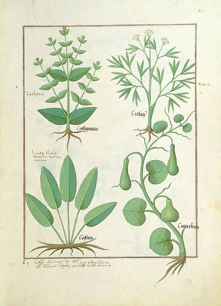 Ms Fr. Fv VI #1 fol. 122r Euphorbia Lathyris, Beechwort, Mint and Fig, illustration