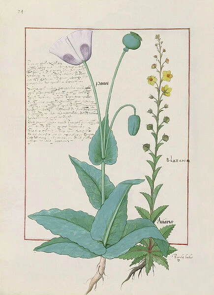 Ms Fr. Fv VI #1 fol. 148v Poppy and Figwort, Illustration from The Book of Simple