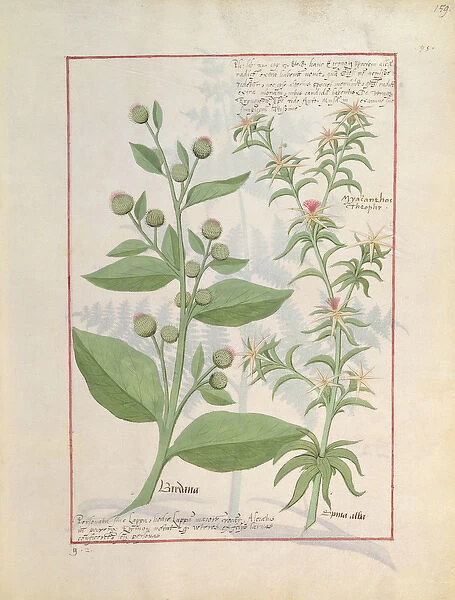 Ms Fr. Fv VI #1 fol. 159r Illustration from the Book of Simple Medicines