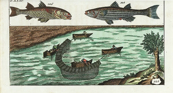 Mulet cabot - Mule net fishing on a river - Grey mullet, Mugil cephalus 124,126, and fishermen using nets on a river to catch mullet. Handcolored copperplate engraving from Gottlieb Tobias Wilhelm's Encyclopedia of Natural History: Fish, Augsburg