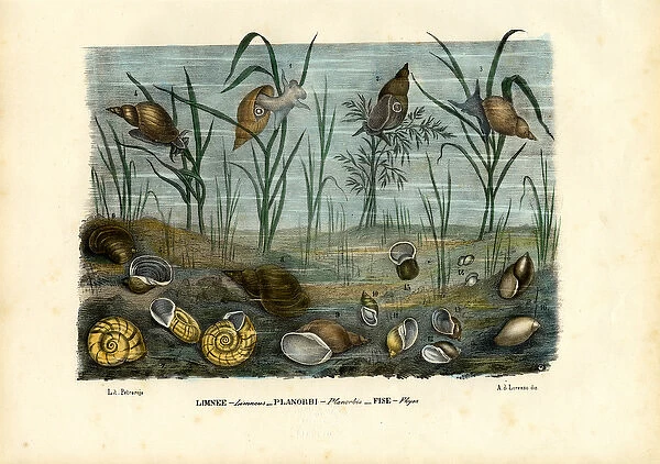 Mussels, 1863-79 (colour litho)