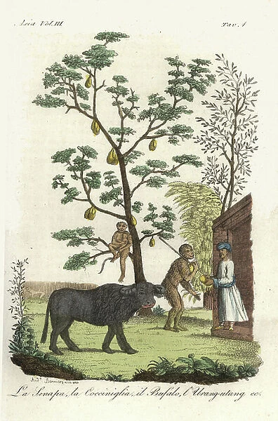 Mustard plant with cochineal beetles, jackfruit tree, water buffalo and orangutan. Handcoloured copperplate drawn and engraved by Andrea Bernieri after Francois Solvyns from Giulio Ferrario's Ancient