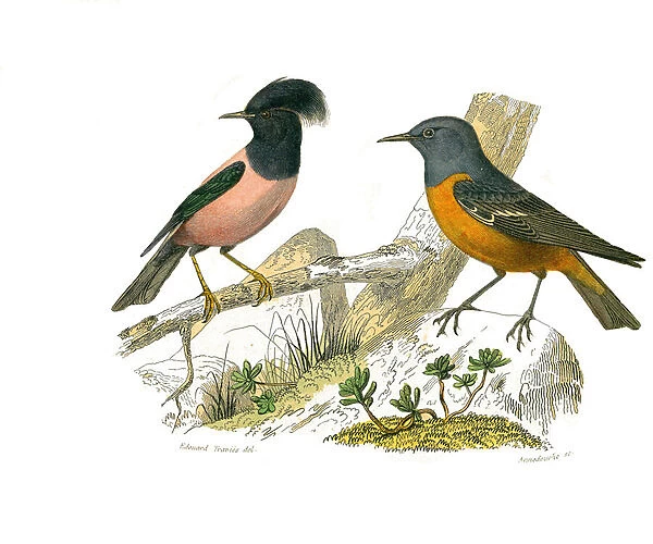 Natural history board: Zoological board representing conirostrous passerines