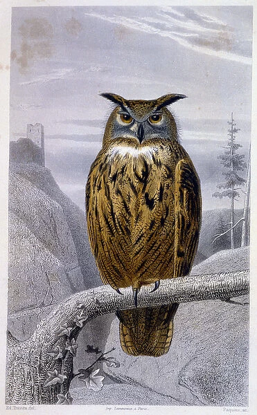 Natural History Plate: Owl: The Grand Duke (Grand Duke) - in '