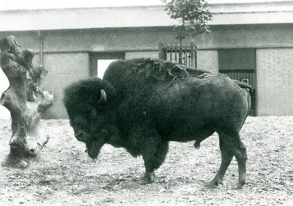 A near threatened American Bison  /  Buffalo bull standing in his paddock, London Zoo
