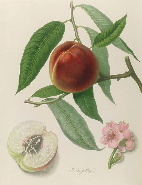 Nectarine: Neals Early Purple (coloured engraving)