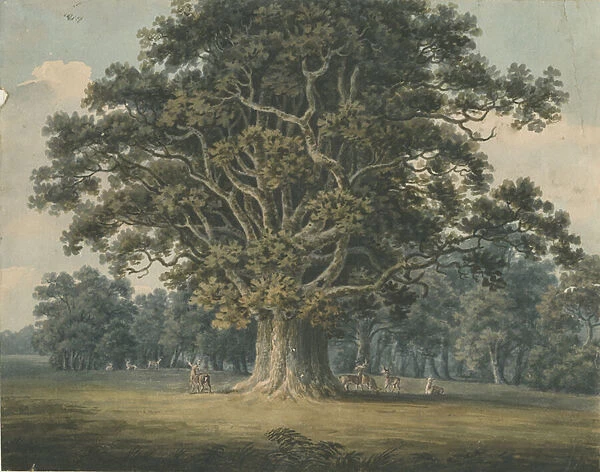 Needwood - Swilcar Oak: water colour painting, nd [?early 19th cent] (painting)