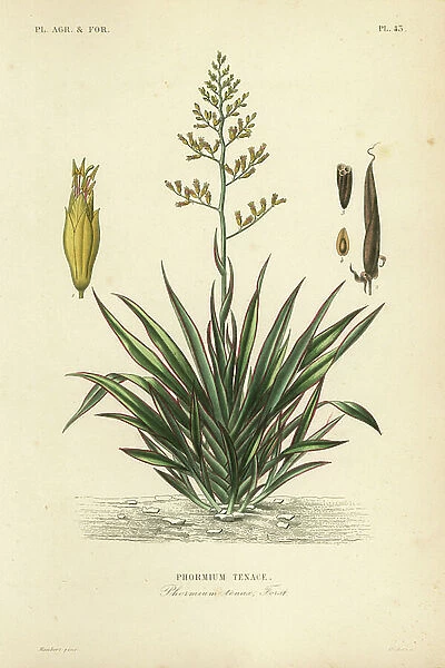 New Zealand flax or harekeke, Phormium tenax, Phormium tenace