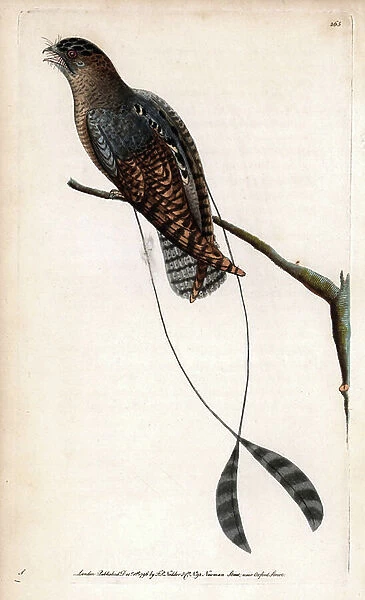Nightmare has swings. Signed illustrations (George Shaw). Copper engraving for the naturalist collection, published in 1796 by Frederick Nodder (1751-1801) and George Shaw. Standard-winged nightjar, Macrodipteryx longipennis