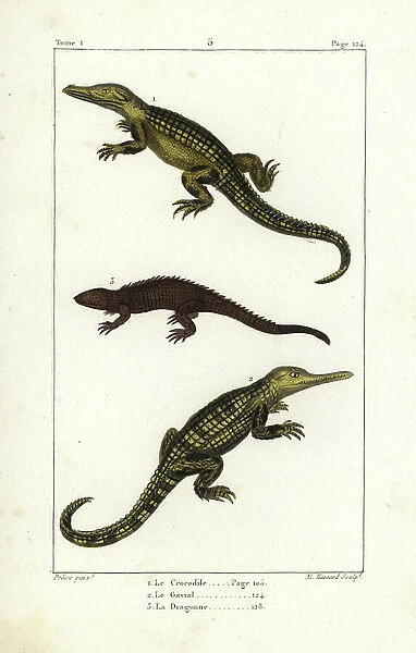 Nile crocodile, Crocodylus niloticus 1, gharial, Gavialis gangeticus 2 (critically endangered), and caiman or dragon lizard, Caiman yacare 3. Handcoloured copperplate engraving by Al