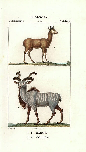 Nilgaud antelope and grand koudou - Lithography, illustration by Jean Gabriel Pretre (1780-1885) edited by Pierre Jean Francois Turpin (1775-1840), extracted from the 'Dictionary of Natural Sciences' by Antoine de Jussieu (1686-1758) - Nilgai