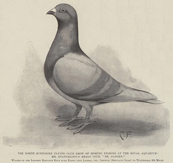 The North Middlesex Flying Club Show of Homing Pigeons at the Royal Aquarium, Mr Evangelistis Mealy Cock, 'Dr Nansen'(litho)