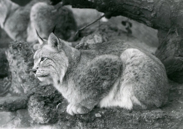 A Northern Lynx sitting on a rock, London Zoo, October 1925 (b  /  w photo)