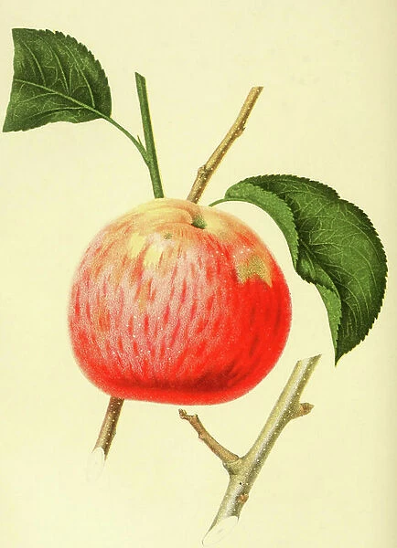 The Northern Spy Apple, Apple, Digitally processed reproduction of a watercolour drawing from 1856