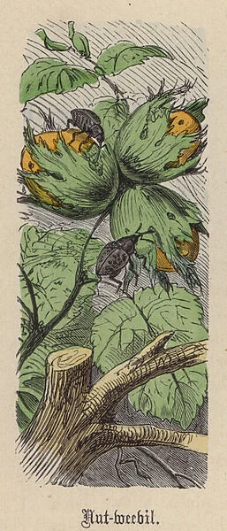 Nut-weevil (coloured engraving)