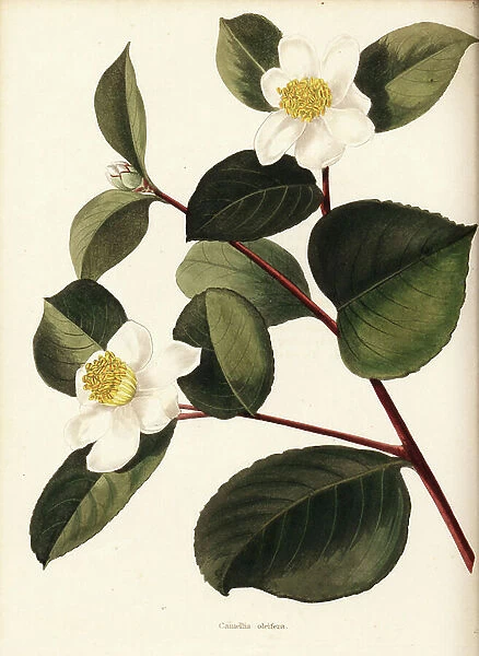 Oil-seed camellia or tea oil camellia, Camellia oleifera. China. Handcoloured copperplate engraving by George Cooke from Conrad Loddiges' Botanical Cabinet, Hackney, 1825