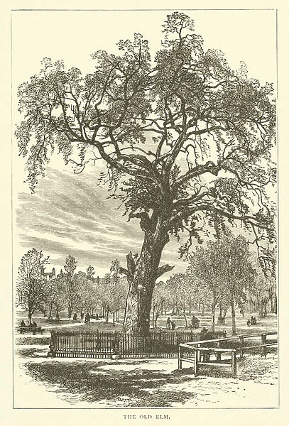 The Old Elm, Boston Common, Boston, Massachusetts (engraving)