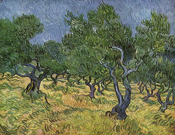 Olive Orchard mid-June, 1889 (oil on canvas)