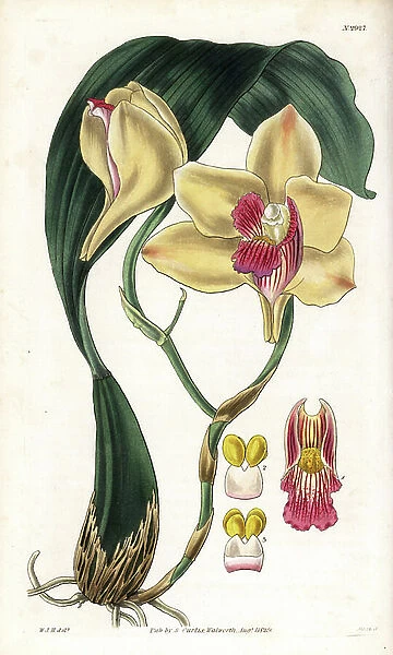Orchid Variety - Bifrenaria harrisoniae orchid (Mrs. Harrison's maxillaria, Maxillaria harrisoniae), native to South America. Handcoloured copperplate engraving by Swan after an illustration by William Jackson Hooker from Samuel Curtis's '
