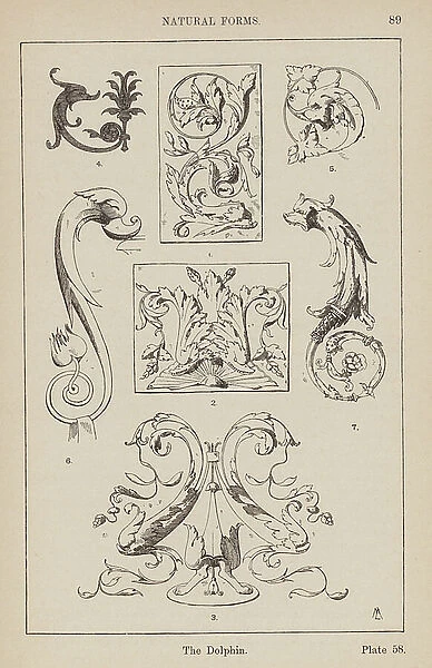 Ornament: Natural Forms, The Dolphin (engraving)