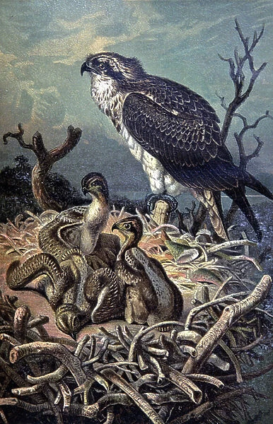 Osprey, c. 1910 (illustration)