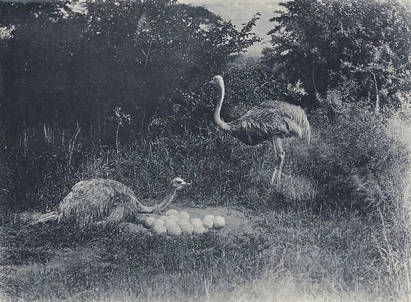 Ostriches and Eggs (b  /  w photo)