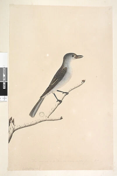 Page 16. Ceblephyris along lower edge in different hand The same size as the Bird