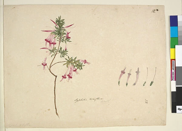 Page 32. Styphelia tubiflora, c. 1803-06 (w  /  c, pen, ink and pencil)