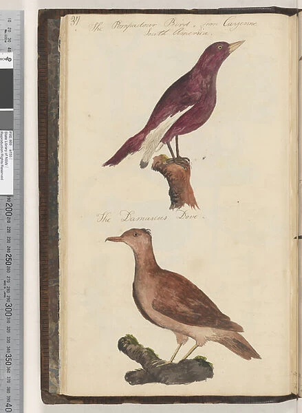 Page 37. The Pompadour bird;the Damascus dove, 1810-17 (w  /  c & manuscript text)