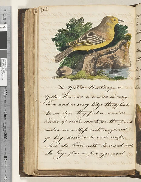 Page 405. The Yellow Bunting, 1810-17 (w  /  c & manuscript text)