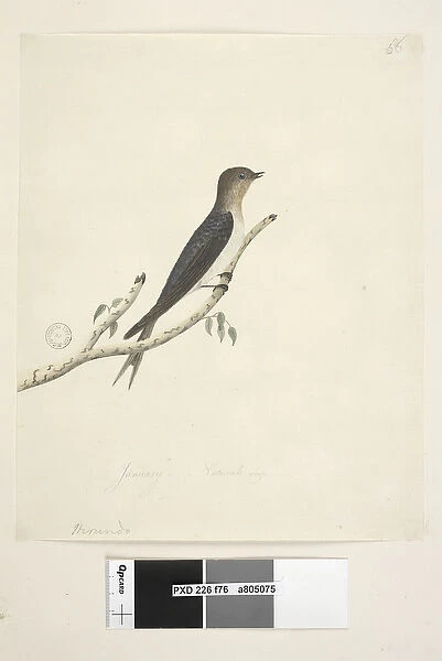 Page 76. Hirundo. at lower centre in different hand January Natural size Welcome Swallow