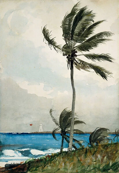 Palm Tree, Nassau, 1898 (w  /  c and graphite on off-white wove paper)