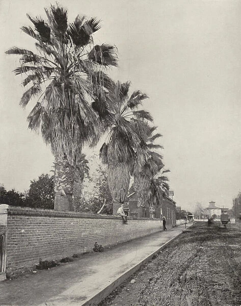 Palms in Streets of Los Angeles, California (b  /  w photo)