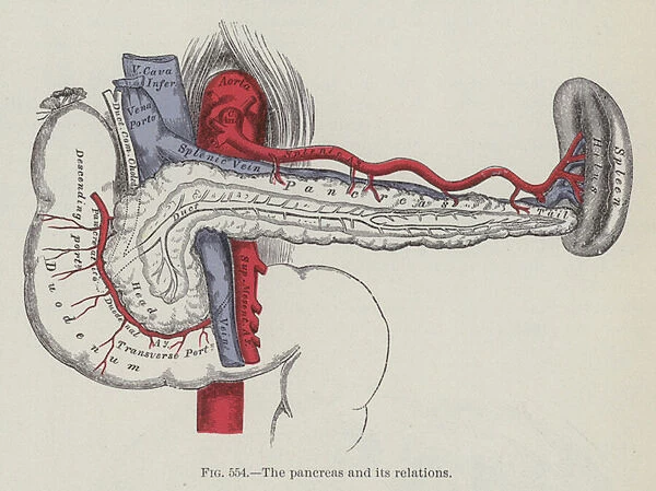 The pancreas and its relations (engraving)