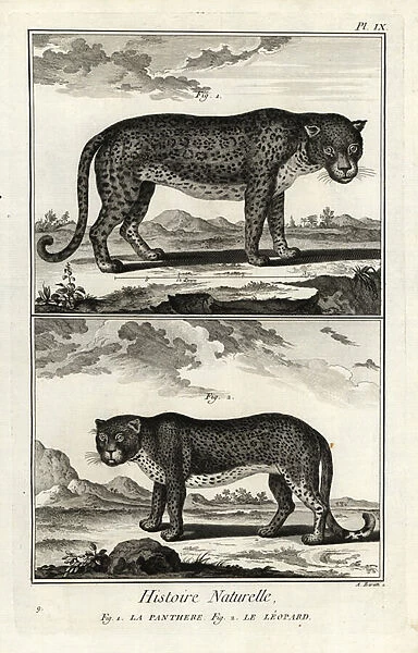 Panther or leopard, vulnerable. 1774 (engraving)