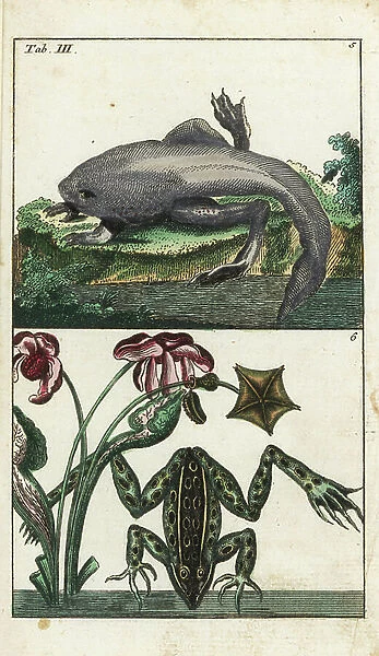 Paradoxical Frog and Toad Labyrinthin Frog - Strong Water by Gottlieb Tobias Wilhelm (1758-1811), from Encyclopedie of Natural History: Amphibians, 1794 - Paradoxical frog and Labyrinthine toad-frog - Handcolored copperplate engraving from G. T