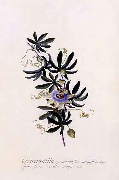 Passiflora 'Granadilla', c. 1745 (hand-coloured engraving)