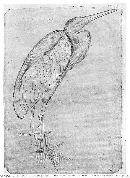 Pelican, from the The Vallardi Album (pen & ink on paper) (b  /  w photo)